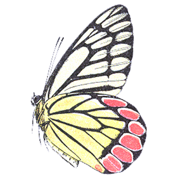 clip art butterfly designs - photo #45