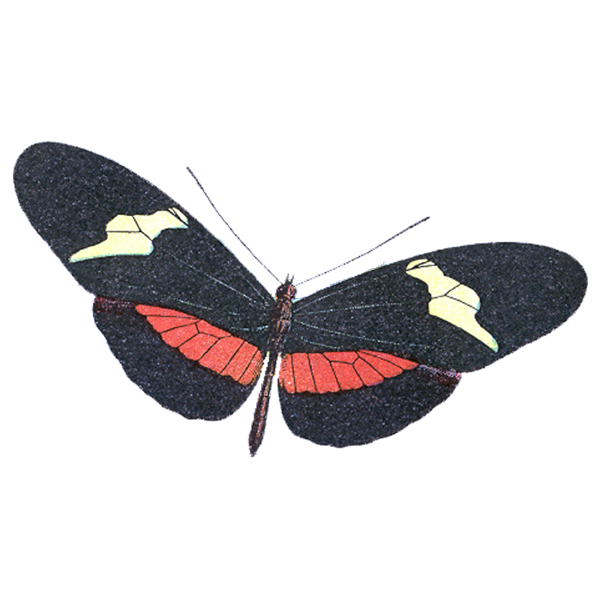 butterfly clipart free download - photo #27