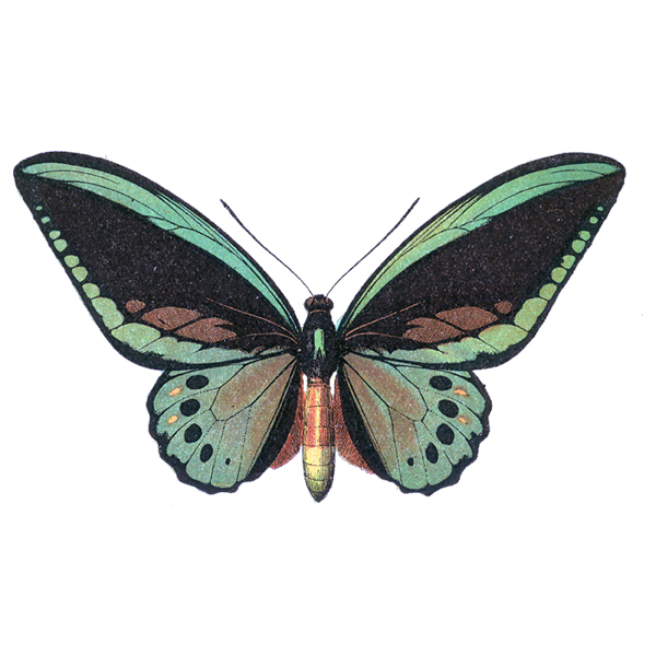 clip art butterfly designs - photo #31