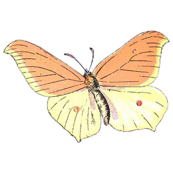 butterflies clipart free download - photo #18