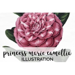 Princess Marie Camellia