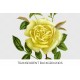 Yellow Amazone Rose