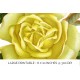 Yellow Amazone Rose