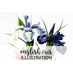 English Iris