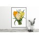Daffodil Bunch