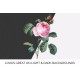 Pink Cabbage Rose