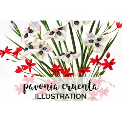 Pavonia Cruenta