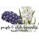 Purple and White Hyacinths