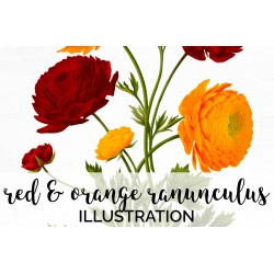 Red and Orange Ranunculus