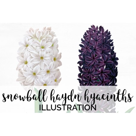 Snowball Haydn Hyacinths