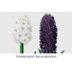 Snowball Haydn Hyacinths