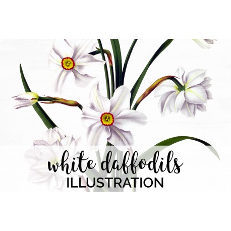 White Daffodils