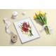 White and Scarlet Gladiolus