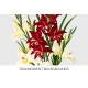 White and Scarlet Gladiolus