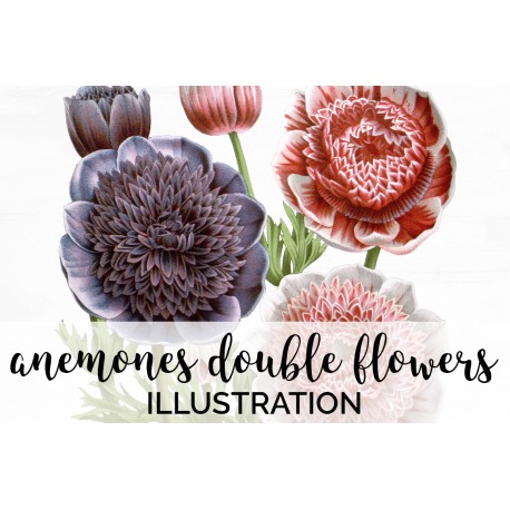 Anemones Double Flowers