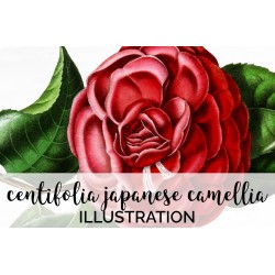 Centifolia Japanese Camellia