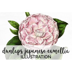Dunlaps Japanese Camellia