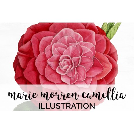 Marie Morren Camellia