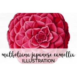 Mathotiana Japanese Camellia