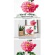 Rose of Orleans