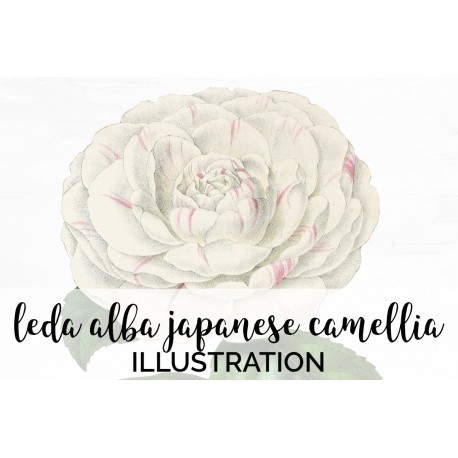 Leda Alba Japanese Camellia
