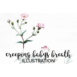 Creeping Babys Breath