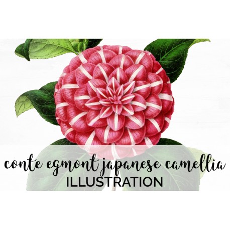 Conte Egmont Japanese Camellia