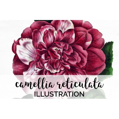 Camellia Reticulata