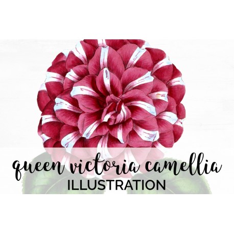 Queen Victoria Camellia