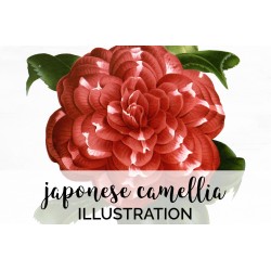 Japonese Camellia