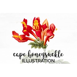Cape Honeysuckle