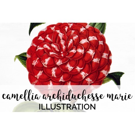 Camellia Archiduchesse Marie