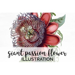 Giant Passion Flower
