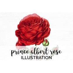 Prince Albert Rose