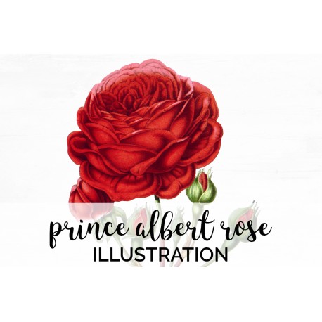 Prince Albert Rose