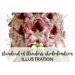Standard of Flanders Rhododendron