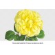 Yellow Hybrid Rose