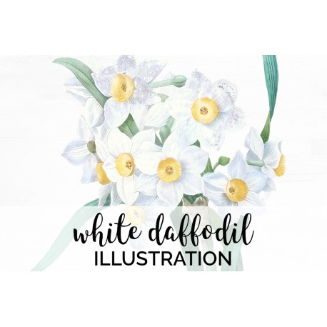 Flower White Daffodil