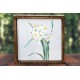 Flower White Daffodil