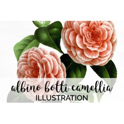 Albino Botti Camellia