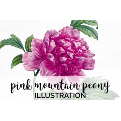 Pink Mountain Peony