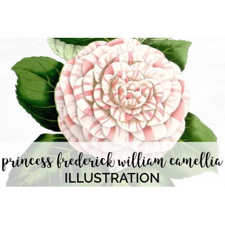 Princess Frederick William Camellia