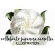 White Collebeato Japanese Camellia