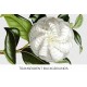White Collebeato Japanese Camellia