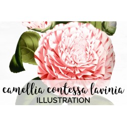 Camellia Contessa Lavinia