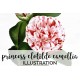 Princess Clotilde Camellia