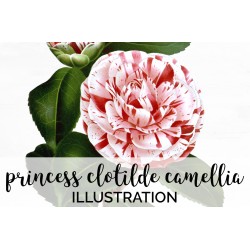 Princess Clotilde Camellia