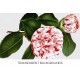 Princess Clotilde Camellia