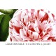 Princess Clotilde Camellia