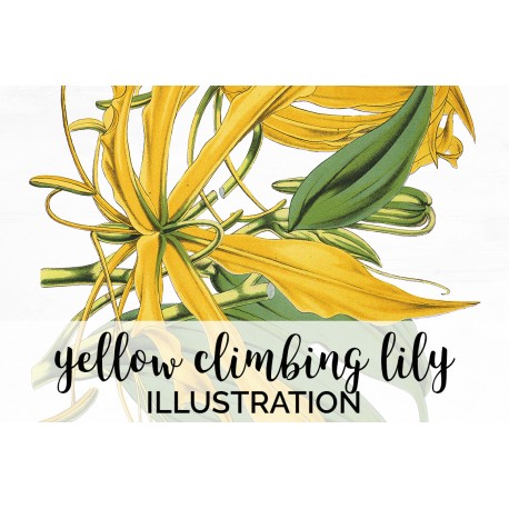 Yellow Climbing Lily